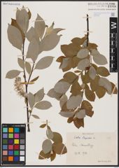 Foto von Salix caprea L.